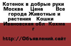 Котенок в добрые руки. Москва. › Цена ­ 5 - Все города Животные и растения » Кошки   . Ивановская обл.,Кохма г.